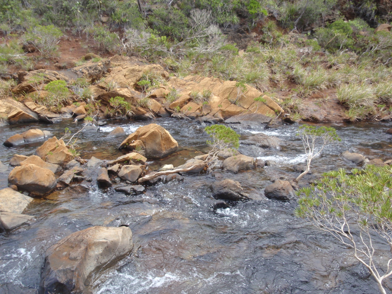 Melaleuca brongniartii　ニューカレドニア南部_d0187020_23413369.jpg