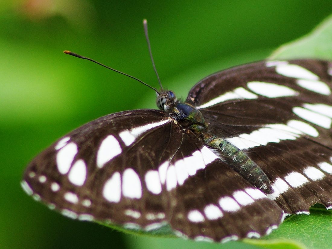 コミスジ（Common Glider)と出会い頭_a0031821_8534170.jpg