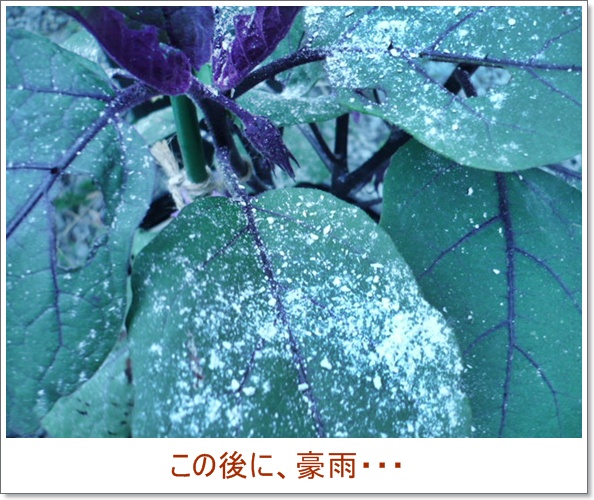 カキ殻石灰とかヨモギ活性液とかピンク農法とか 福福菜園 カキ殻石灰とかヨモギ活性液とかピンク農法とか 福福菜園