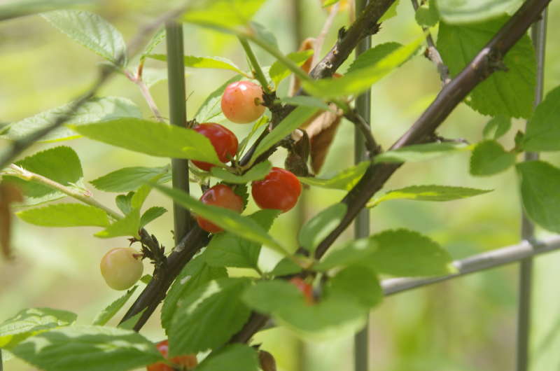 山桜桃の実_d0018223_5463189.jpg