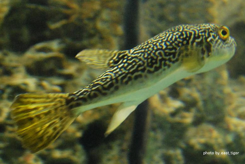 下関水族館（ふぐ）_a0207332_14515153.jpg