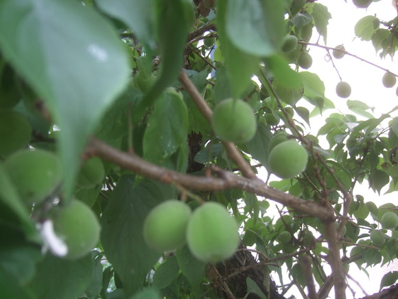 入梅目前..6月の花も咲いて..._b0137932_15443390.jpg