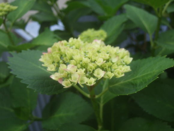 入梅目前..6月の花も咲いて..._b0137932_15444062.jpg