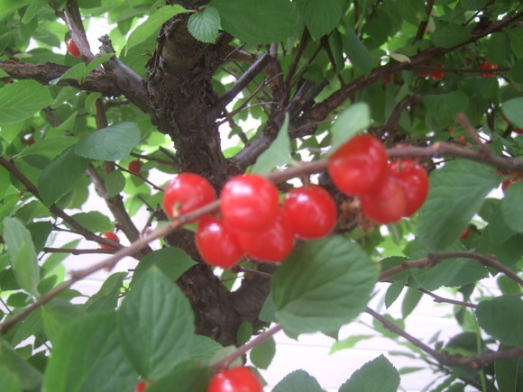 入梅目前..6月の花も咲いて..._b0137932_15453486.jpg
