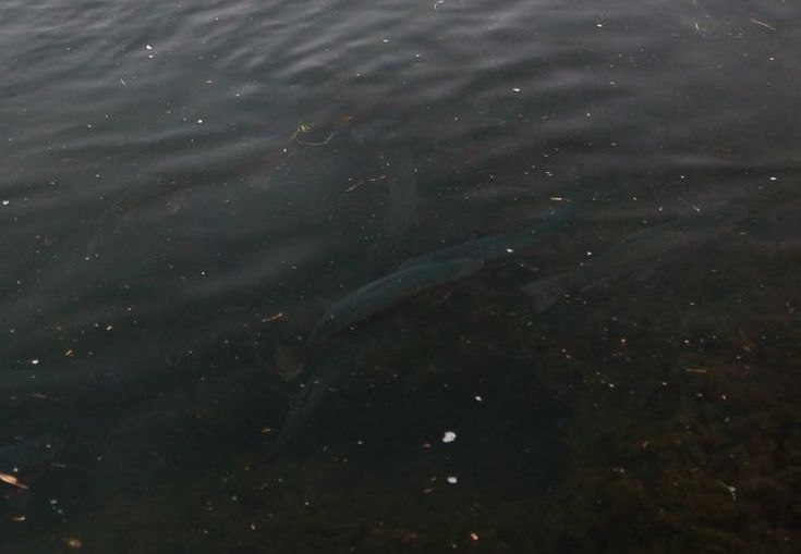 e0150433_1554316.jpg