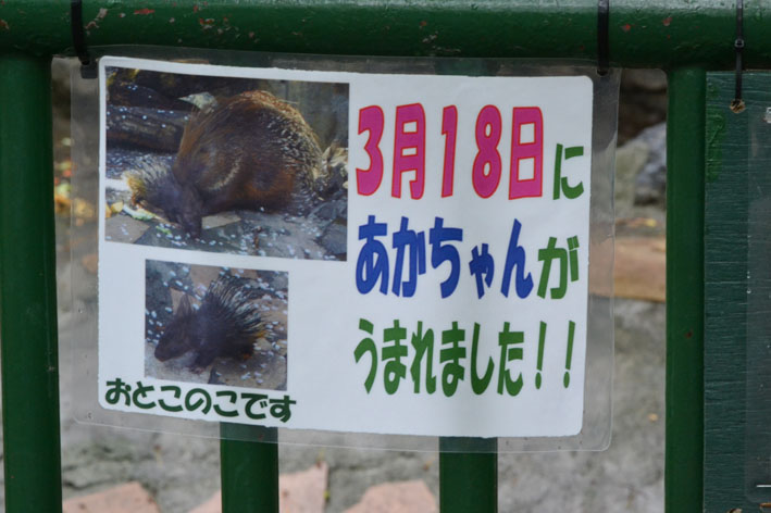 ヤマアラシの赤ちゃん 今日ものんびり動物園