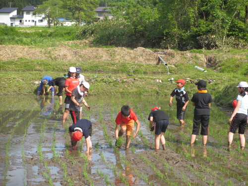 田植え_a0266035_16101082.jpg