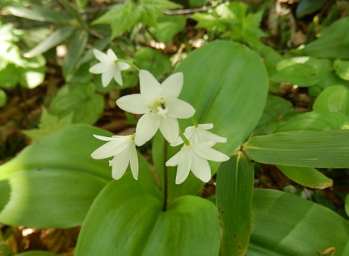 f0003138_1415612.jpg