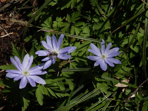 f0003138_146115.jpg
