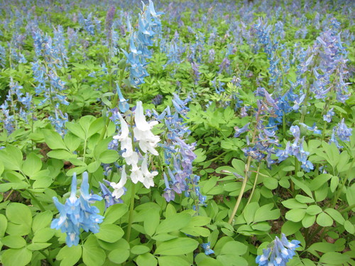 幌加内町内は春の花盛り_e0072443_7231880.jpg