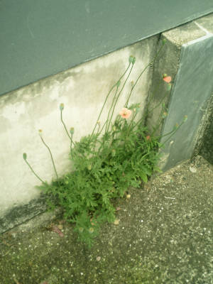e0033751_21324585.jpg