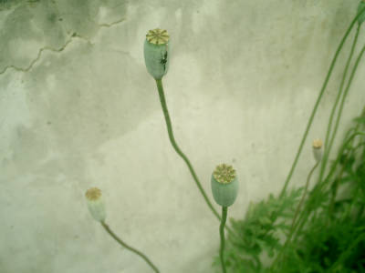 e0033751_2133196.jpg