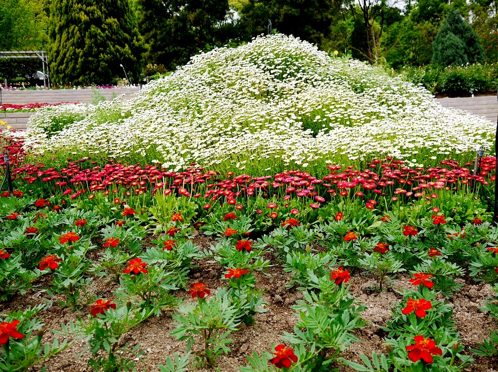 　　和歌山県緑花センター　　２０２３-０４-２６　００：００_b0093754_20383552.jpg