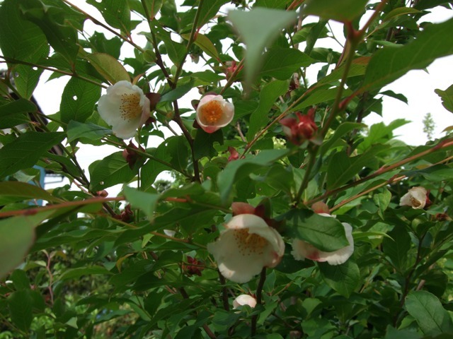 c0111557_8511360.jpg