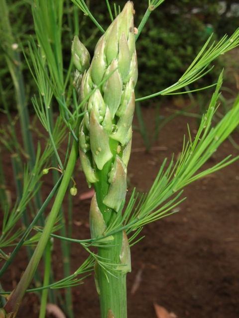 c0111557_9241195.jpg