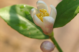 レモンの開花と猫のイタズラ_d0218058_2011466.jpg