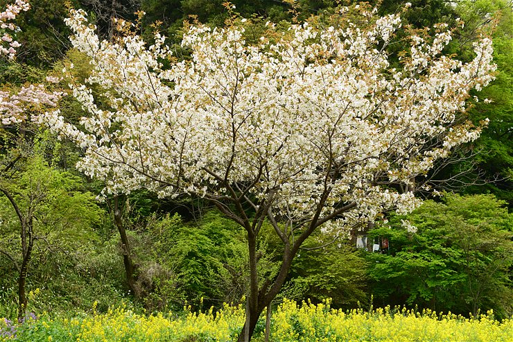 慈光寺 ~桜とシャガ~_f0222161_14433234.jpg