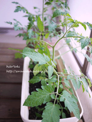 a0271067_11321836.gif