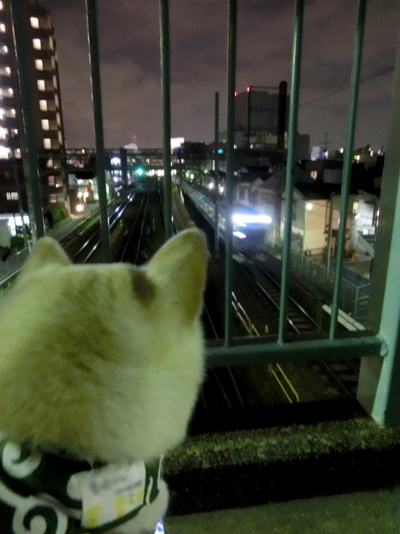 間違っている犬_d0215369_0145321.jpg