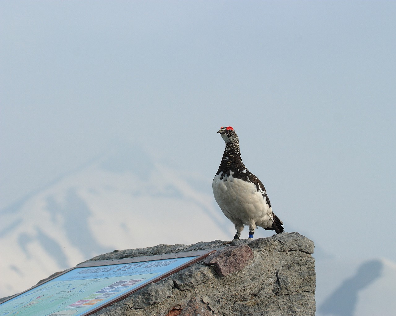 ライチョウは立山室堂平の案内人？（雪山背景の美しい無料雷鳥壁紙）_f0105570_2131591.jpg