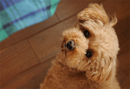 c0196673_14214394.gif