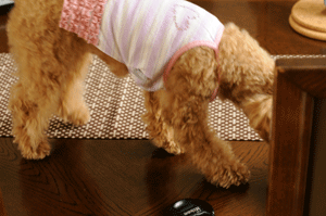 c0196673_14222279.gif