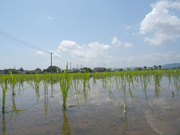 5月31日の田んぼ(上目黒小・枝野小)_d0247484_1015319.jpg