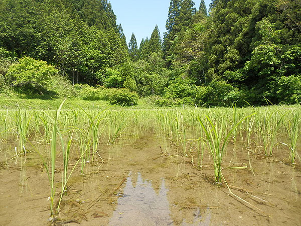 5月31日の田んぼ(月光原小・西根小)_d0247484_1040281.jpg
