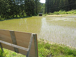 5月31日の田んぼ(月光原小・西根小)_d0247484_10414693.jpg