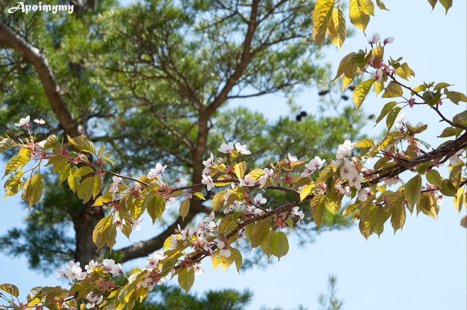 蝦夷山桜_e0218886_11103531.jpg