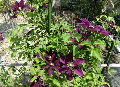 f0215591_1525179.jpg
