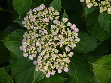 c0115092_1725550.jpg
