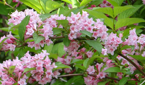鯵ヶ沢・山田野地区、菜の花畑と山道で見た花など♪_a0136293_1914650.jpg