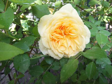 我が家で最初に咲く薔薇・・ジャクリーヌ・デュプレ_e0187897_18282875.jpg