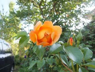 我が家で最初に咲く薔薇・・ジャクリーヌ・デュプレ_e0187897_1828992.jpg