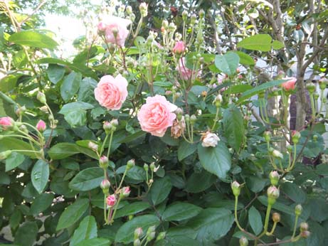 我が家で最初に咲く薔薇・・ジャクリーヌ・デュプレ_e0187897_1829782.jpg