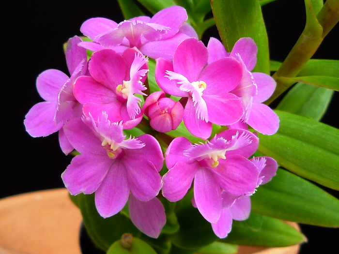 Epidendrum Special Valley \'Peach Sugar\' _a0267399_2235821.jpg