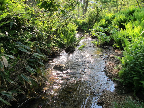 白川ダム湖畔の山道を歩く、６月初めの土曜日の朝（３）_c0075701_21221470.jpg