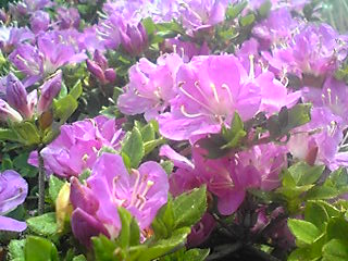 b0172502_9572720.jpg