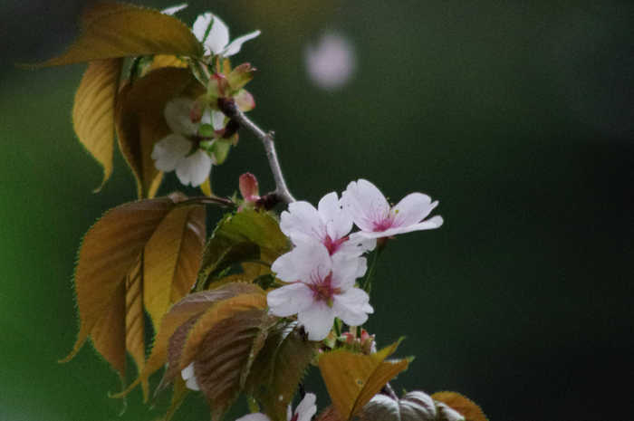 佐渡島／真野御陵の桜_d0177606_4292116.jpg