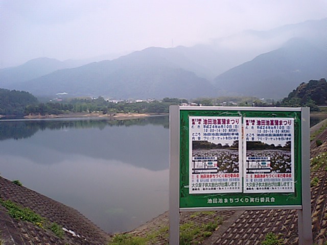 新居浜市船木の池田池花菖蒲園の花菖蒲が咲き始めました。_f0231709_17241797.jpg