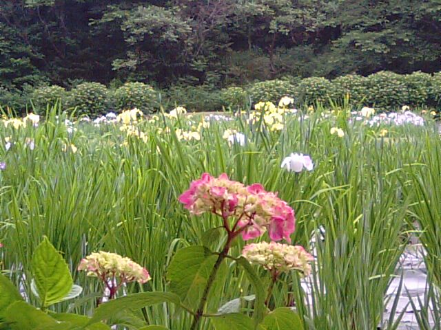 新居浜市船木の池田池花菖蒲園の花菖蒲が咲き始めました。_f0231709_1726126.jpg