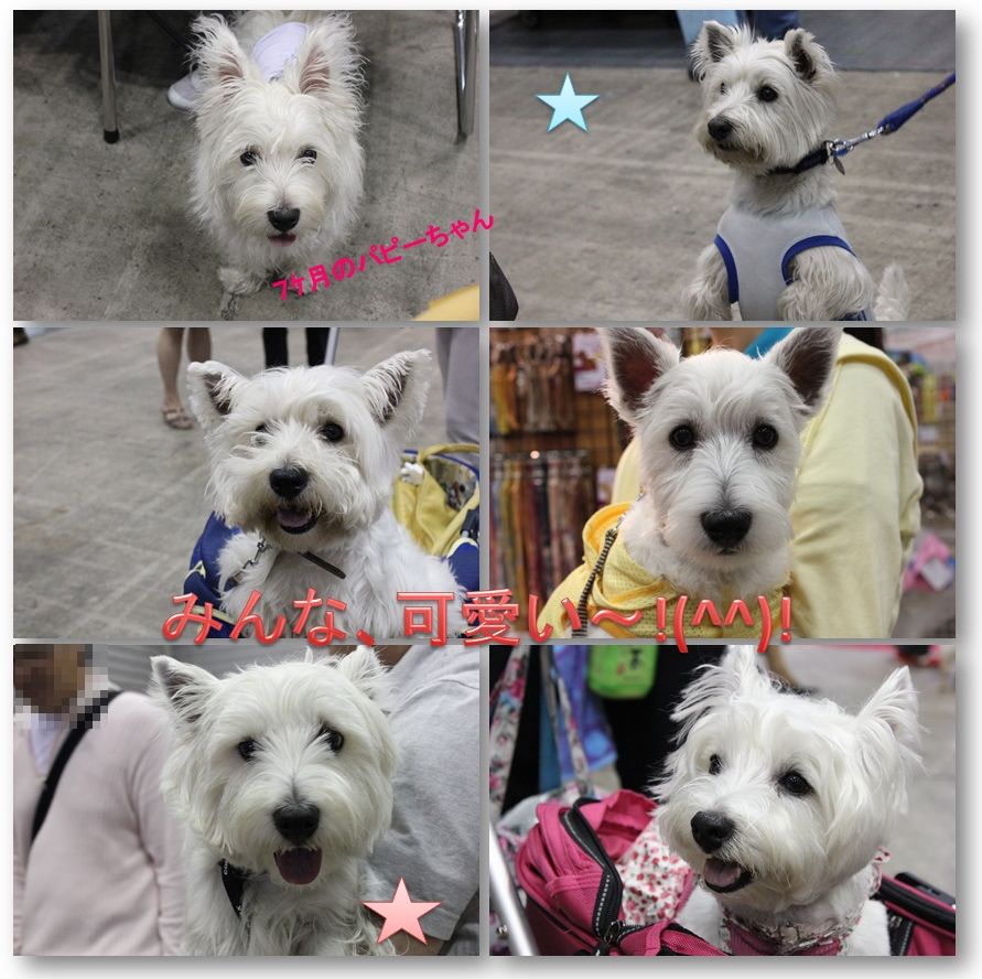 ペット博2012♪　白犬さんわらわら＆モデルオーディション♪_a0161111_14282622.jpg