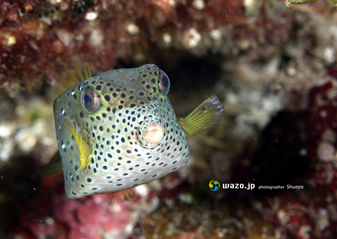 ハコフグ幼魚 屋久島の海で生きる者たち