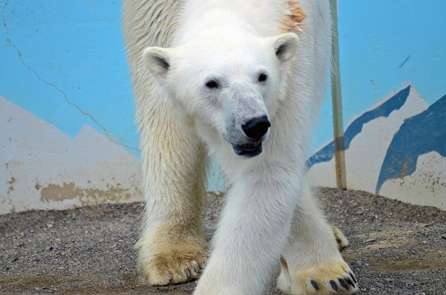 釧路市動物園のユキオとツヨシ　～　残された繁殖の時間の限られたペアの姿_a0151913_20413693.jpg