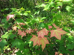 平成24年6月2日(土) 天候:快晴 吉村山林 北の沢都市環境林 参加:15名_c0173813_20115851.jpg