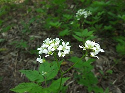平成24年6月2日(土) 天候:快晴 吉村山林 北の沢都市環境林 参加:15名_c0173813_2013177.jpg