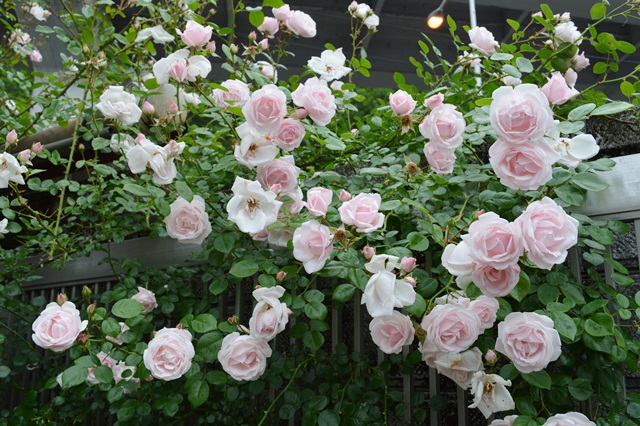 今が満開のつるバラ ニュードーンに癒されて Doriのお気に入り
