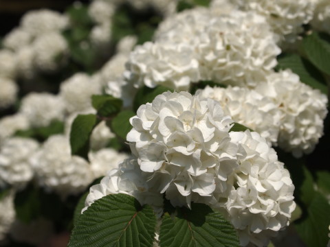弘前城植物園花20120601_b0147224_2051957.jpg