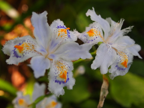 弘前城植物園花20120601_b0147224_205415100.jpg